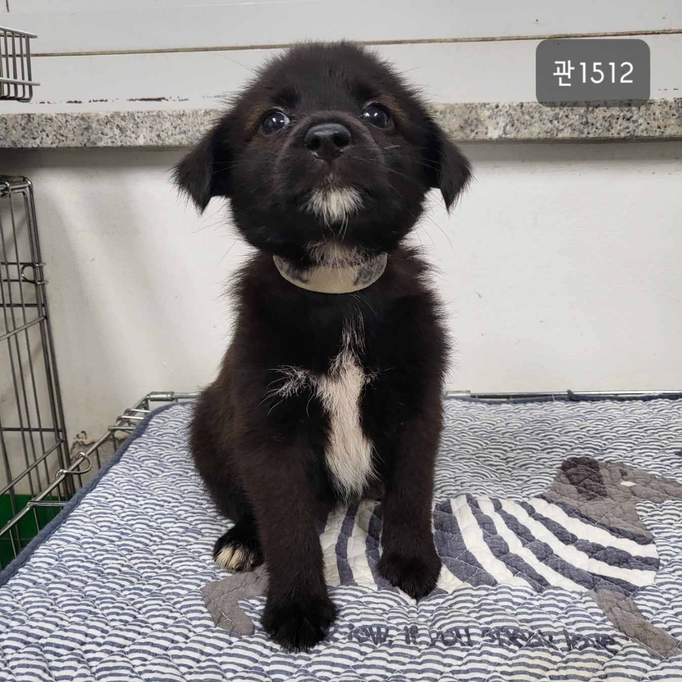 고양시동물보호센터_441394202301512