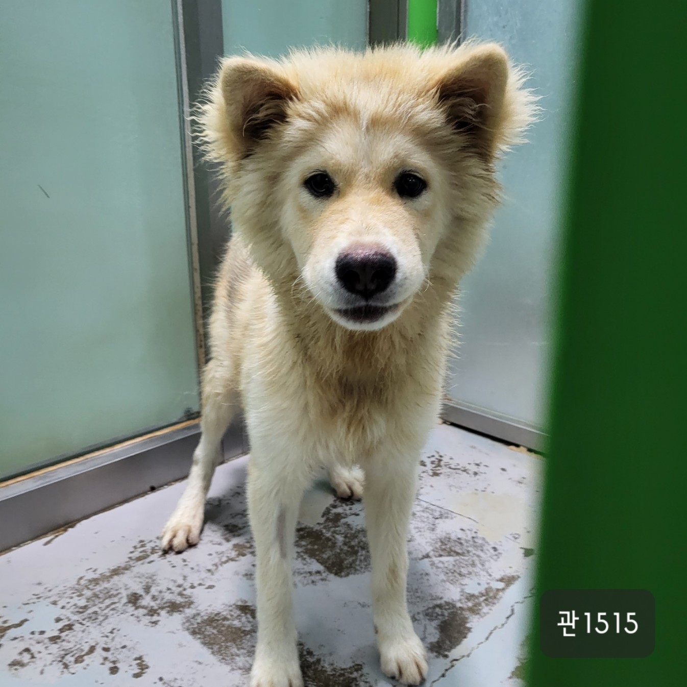 고양시동물보호센터_441394202301515