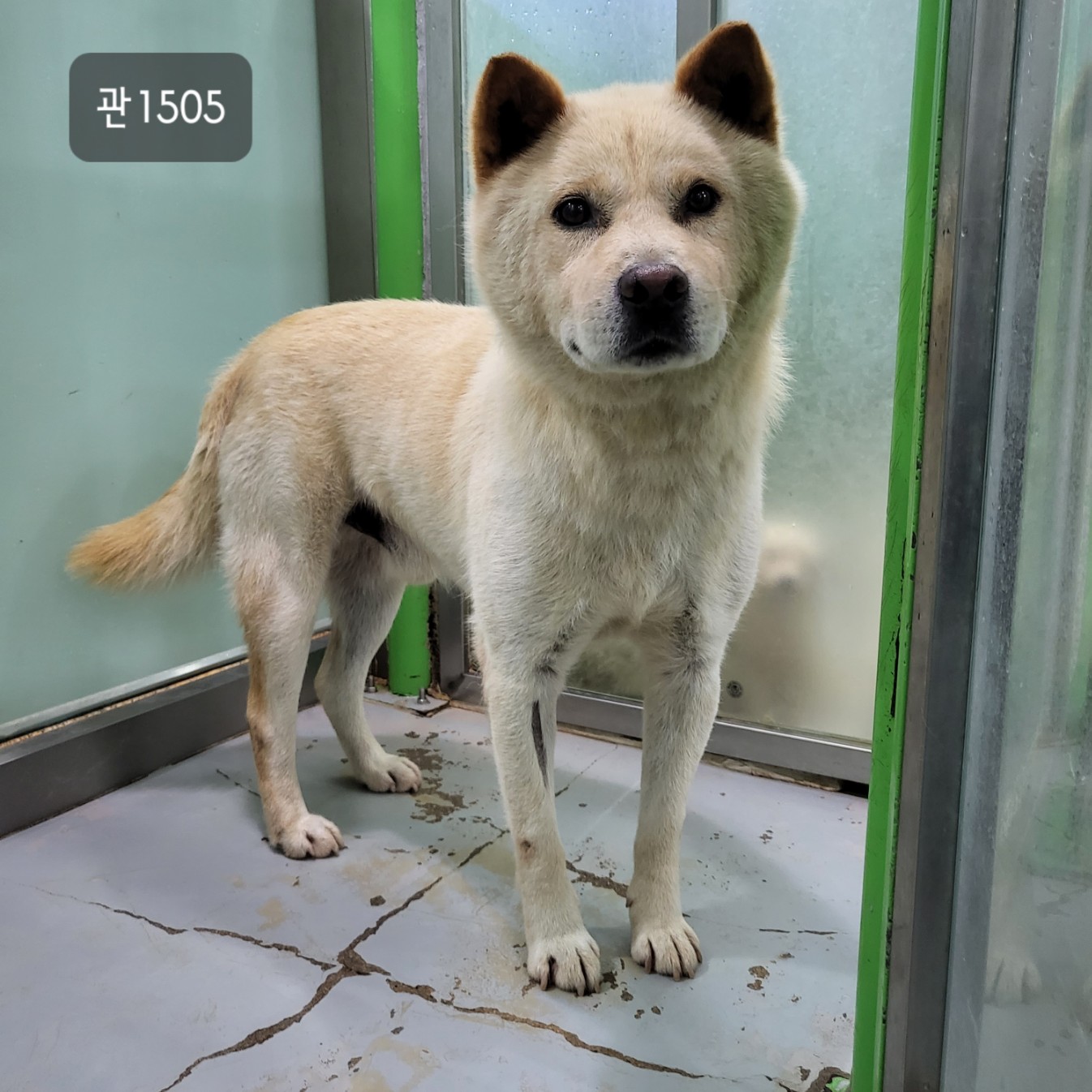 고양시동물보호센터_441394202301505