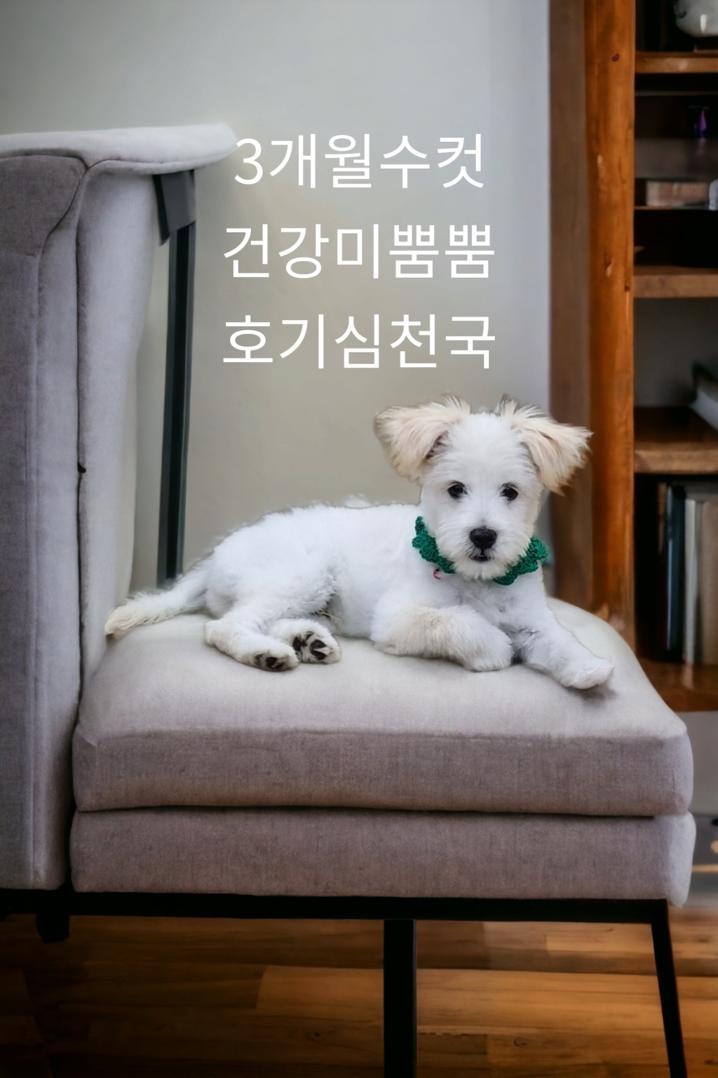성주유기동물보호센터_447521202300240