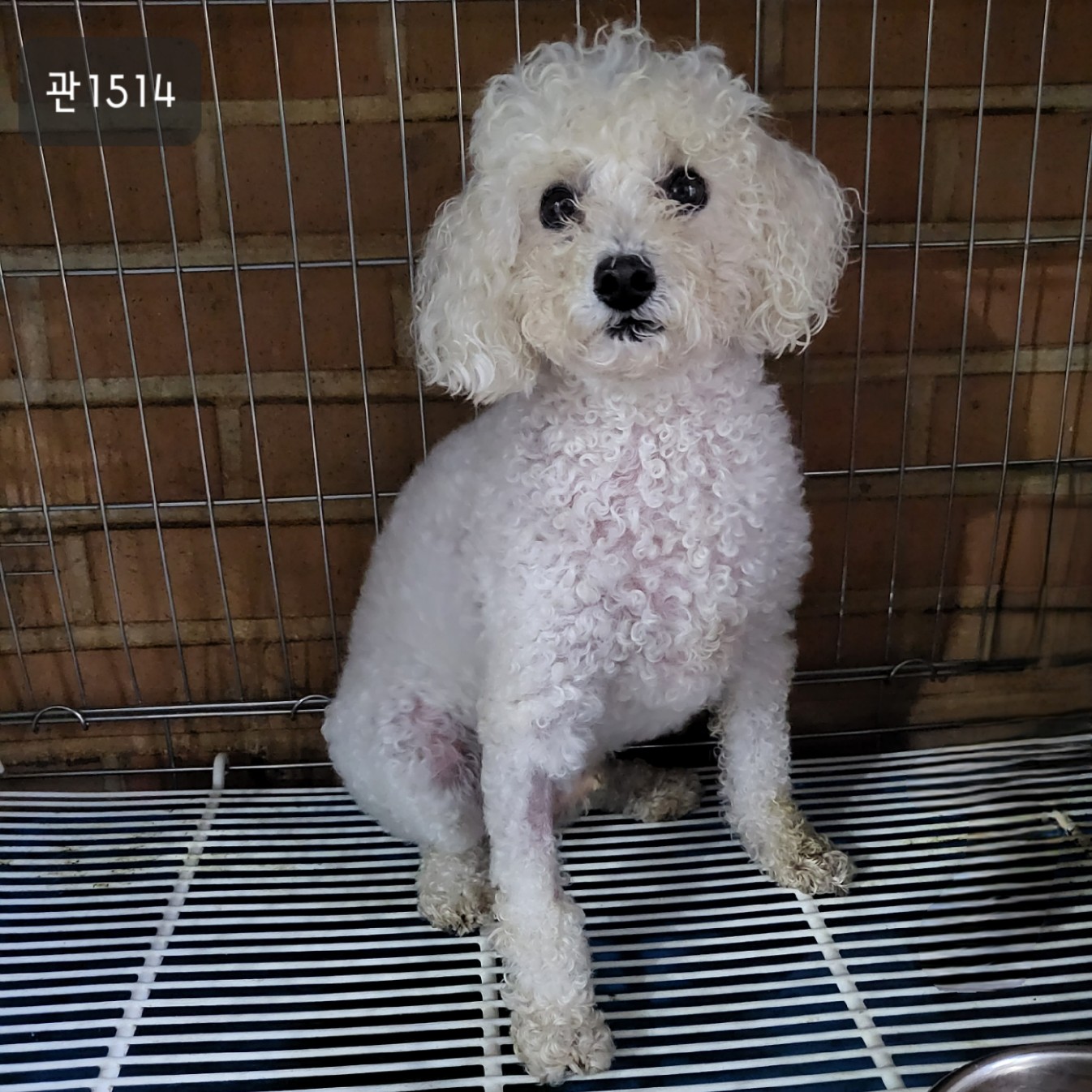 고양시동물보호센터_441394202301514