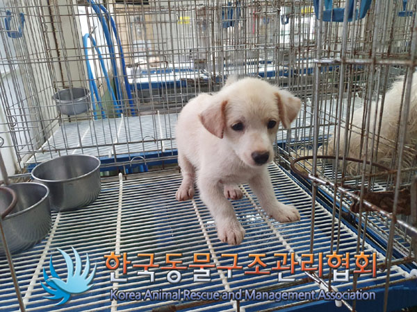 한국동물구조관리협회_411309202300284