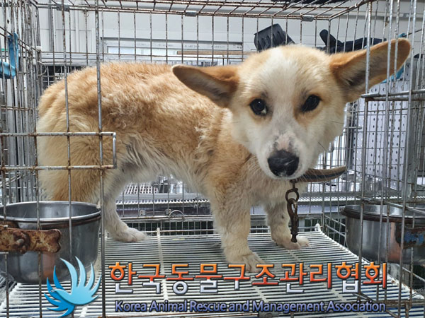한국동물구조관리협회_441560202300898