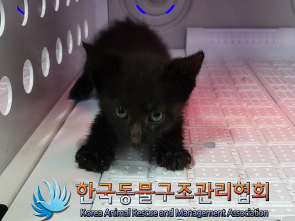 한국동물구조관리협회_441559202300770