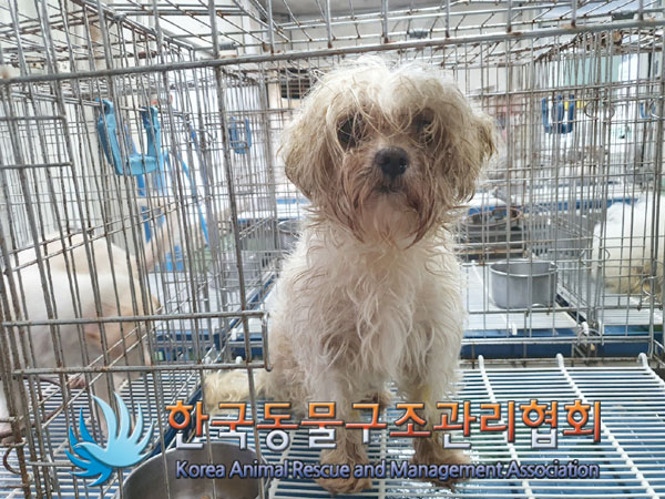 한국동물구조관리협회_411306202300486