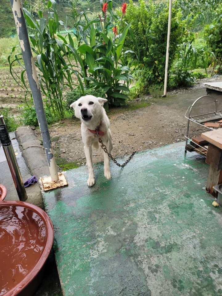 괴산증평동물보호센터_443446202300276