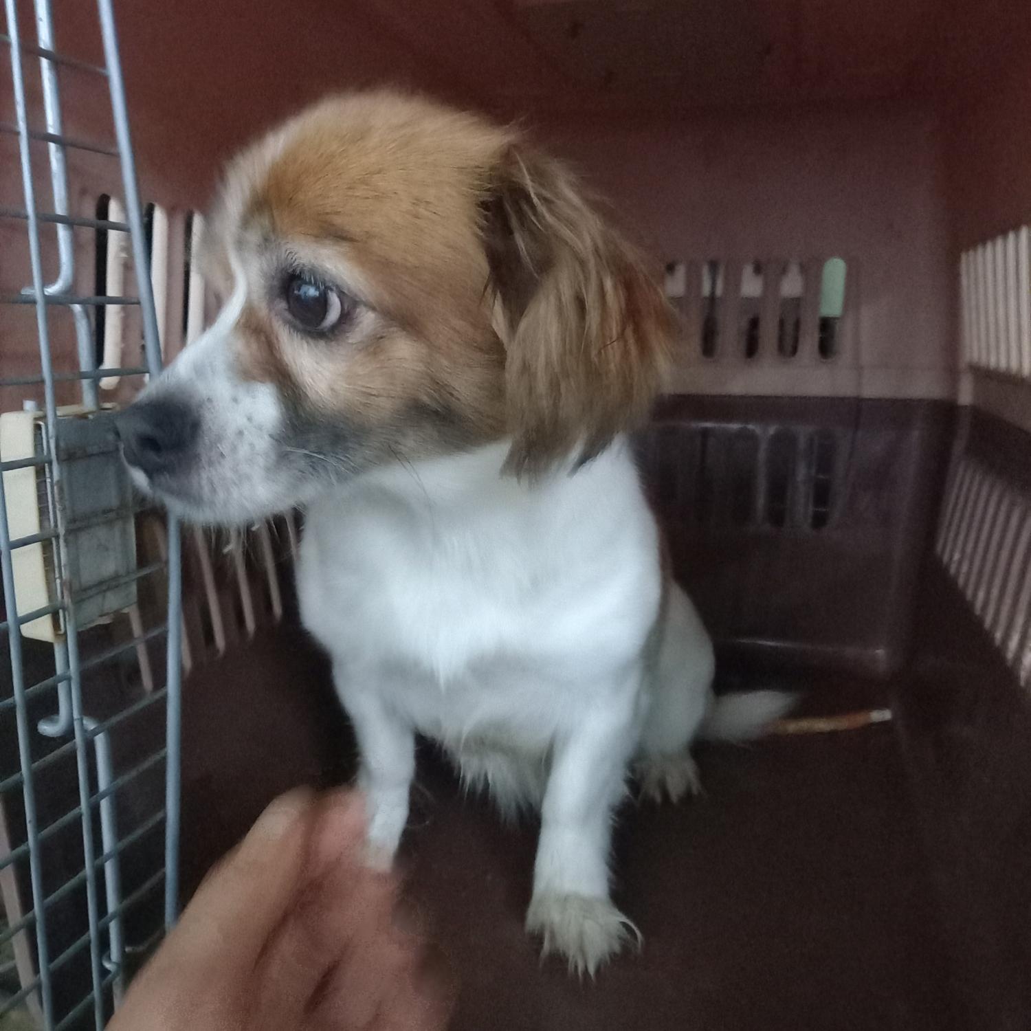 평택시유기동물보호소_441391202301703