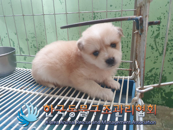 한국동물구조관리협회_441559202300774