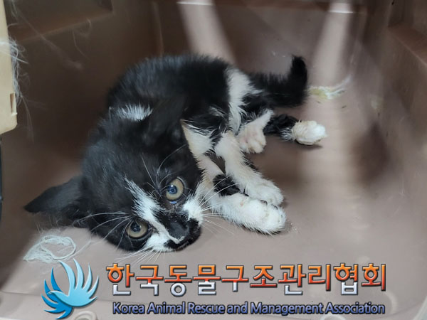 한국동물구조관리협회_411311202300611