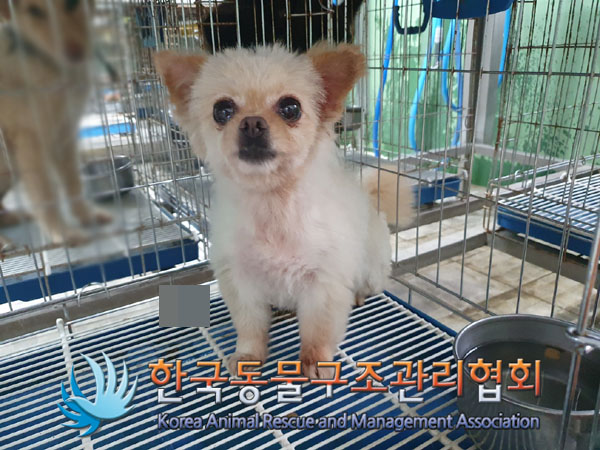 한국동물구조관리협회_441392202300148