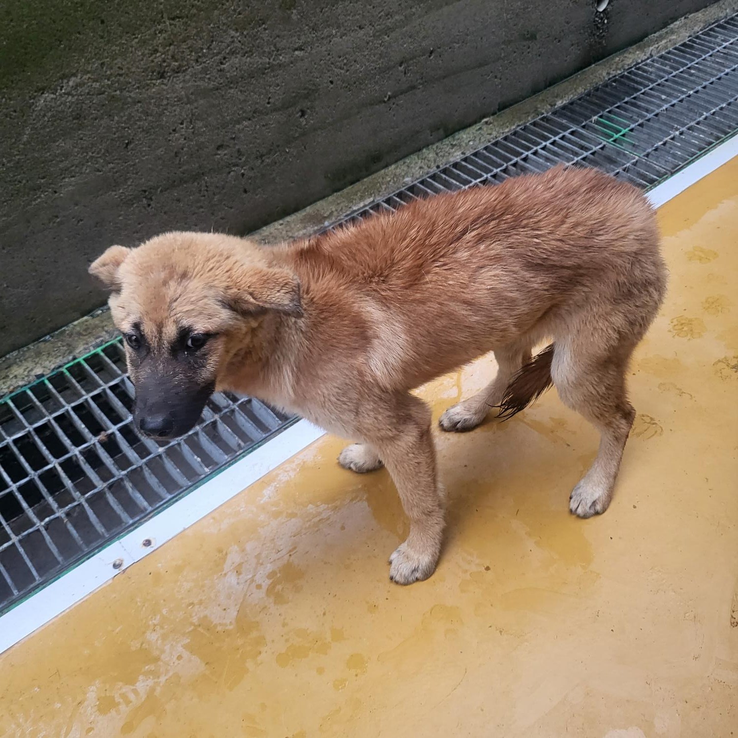 하동군유기동물보호소_448544202300260