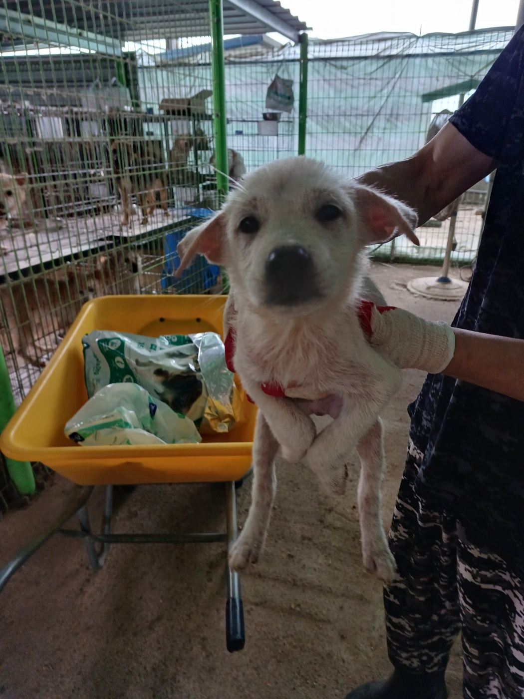 정읍시 동물보호소_445469202300934