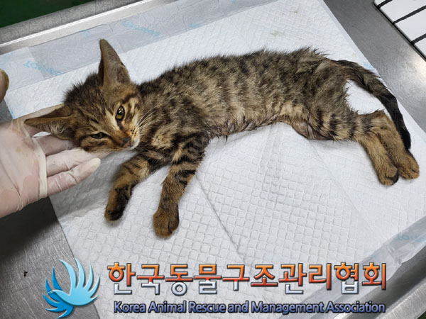 한국동물구조관리협회_411303202300321