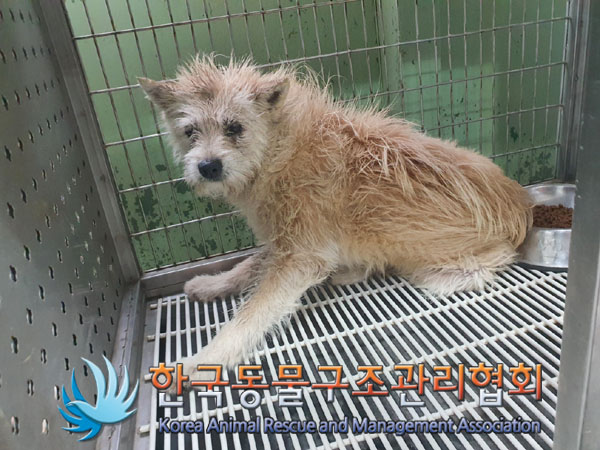한국동물구조관리협회_441409202301134