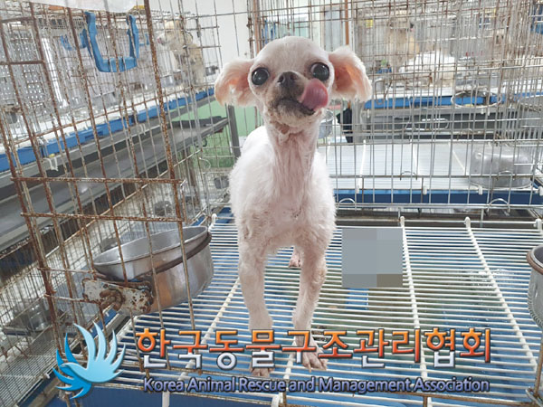 한국동물구조관리협회_441398202300262