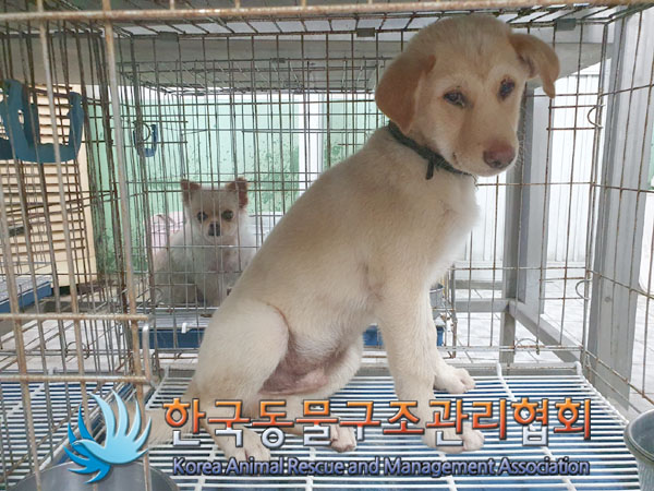 한국동물구조관리협회_441406202301030