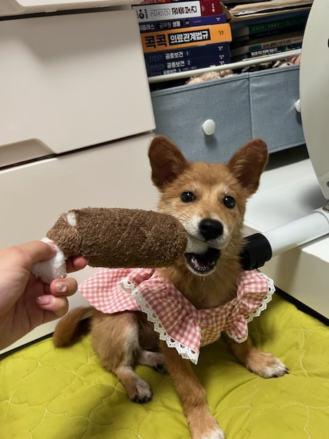 광주 동물보호소_429362202300590