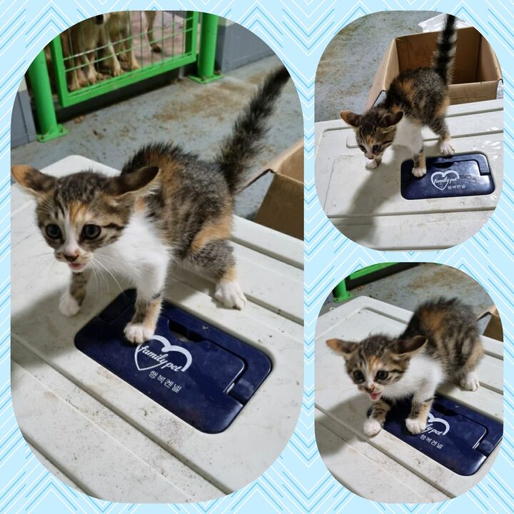 부안군 동물보호센터_445479202300594