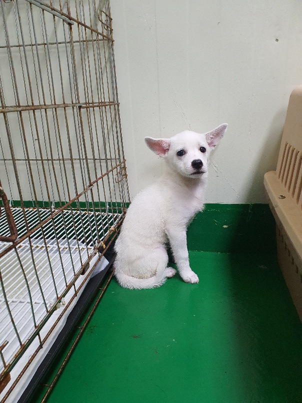 공주시 동물보호소_444450202300434