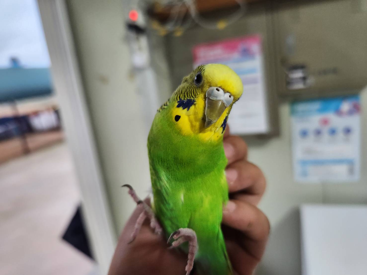 한국야생동물보호협회_441402202300363