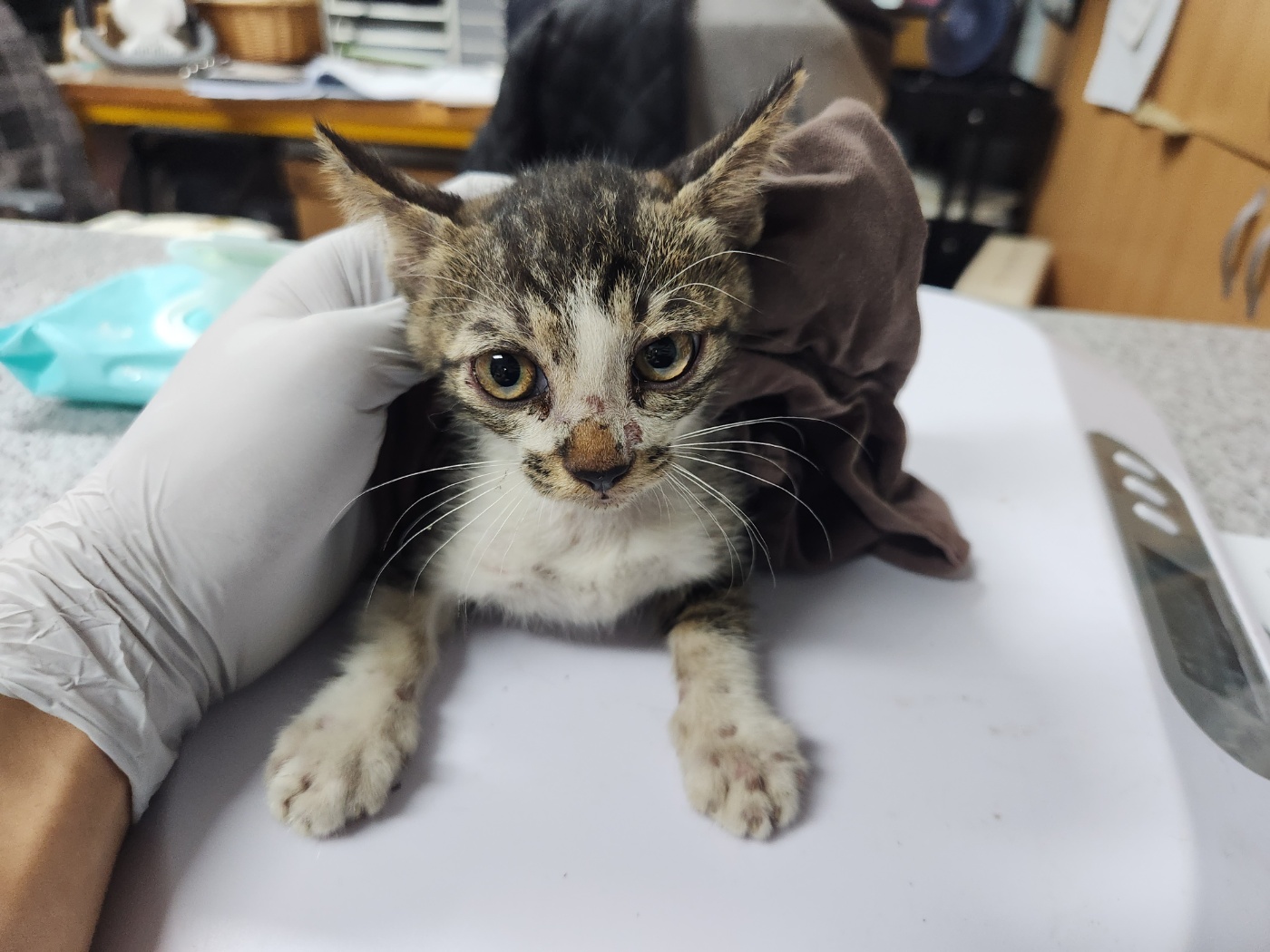 광주 동물보호소_429363202300641