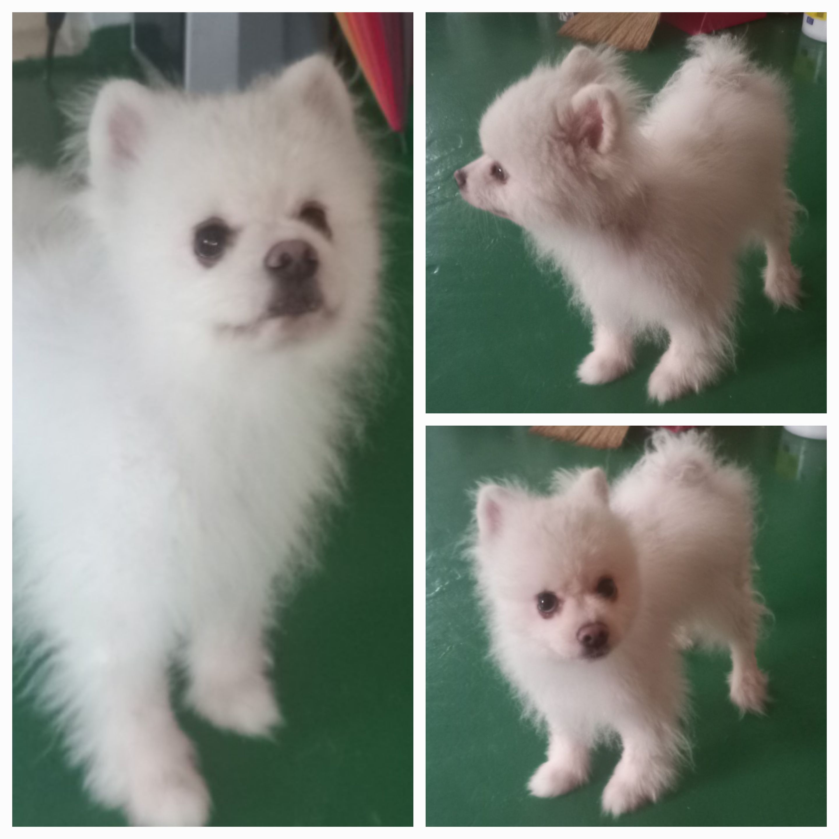 유기동물보호소_446481202300371