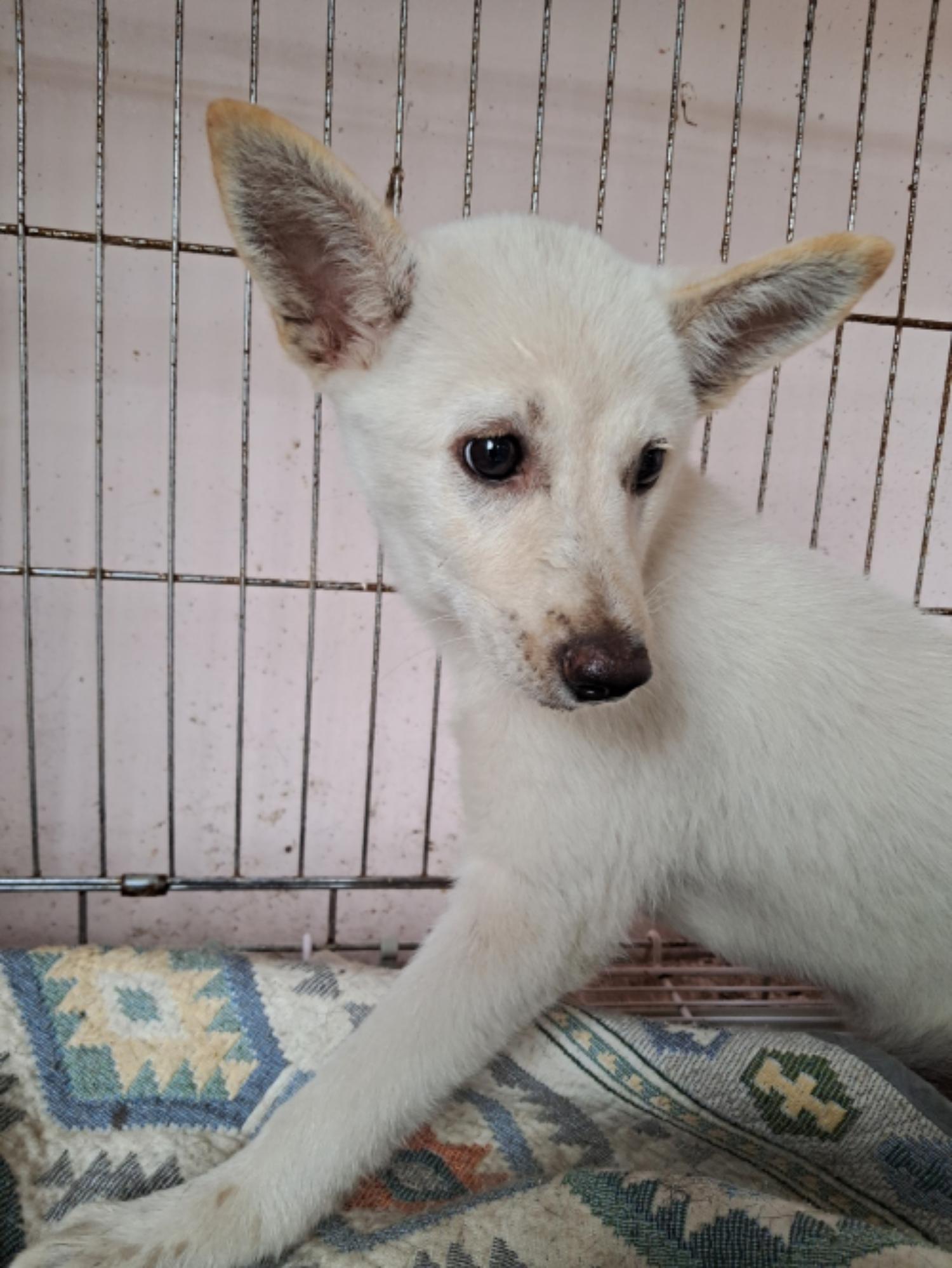 유기동물및관리협회_448535202301047