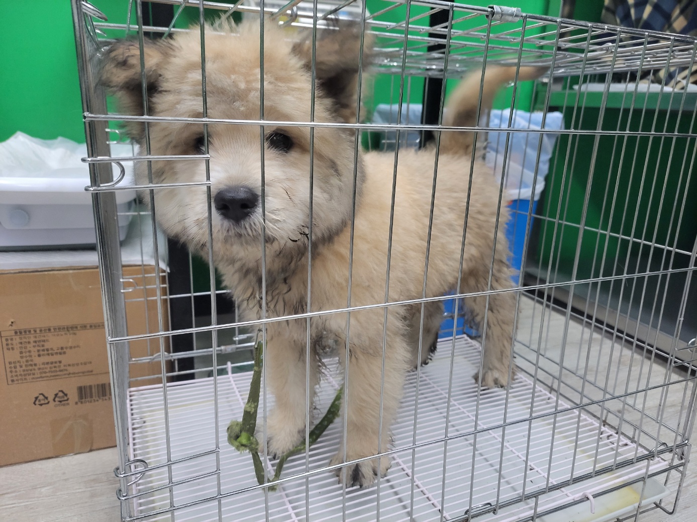 고양시동물보호센터_441394202301549