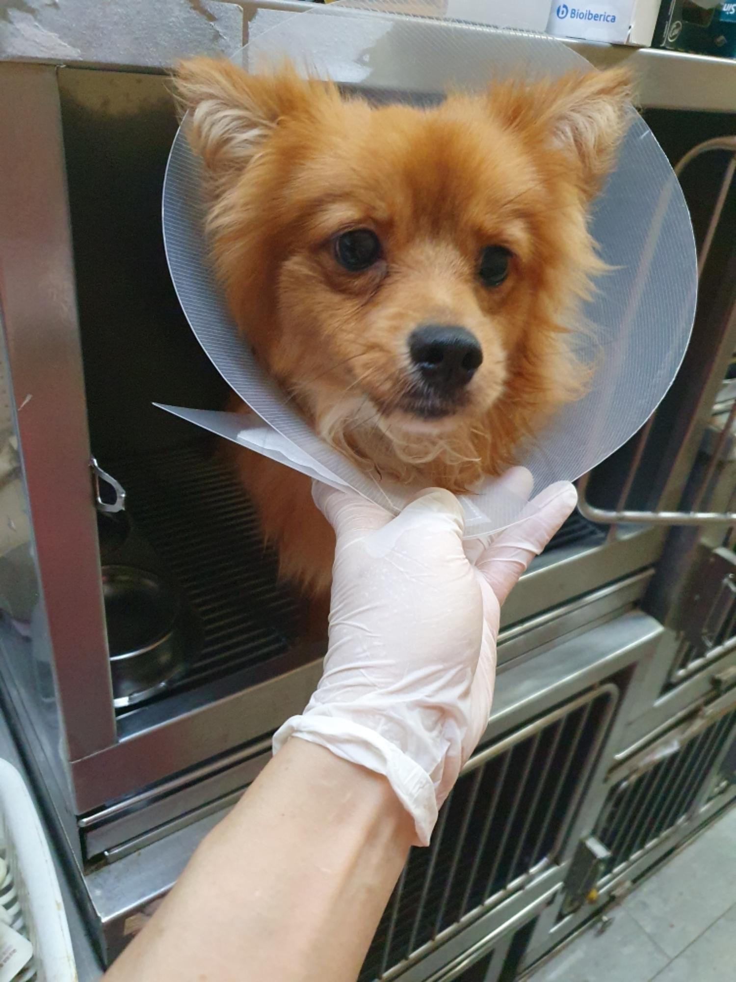 펫앤쉘터동물병원_441378202301280