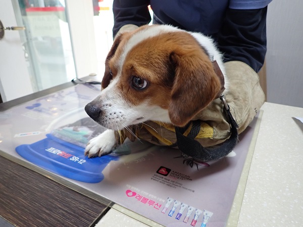화원연합동물병원_427348202300671