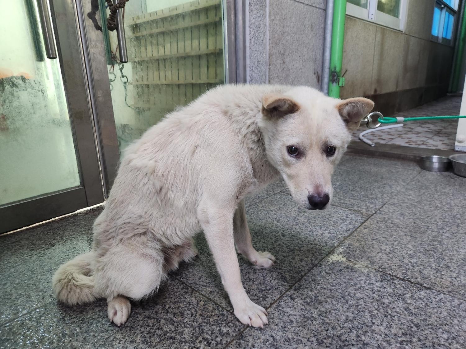 광주 동물보호소_429363202300643