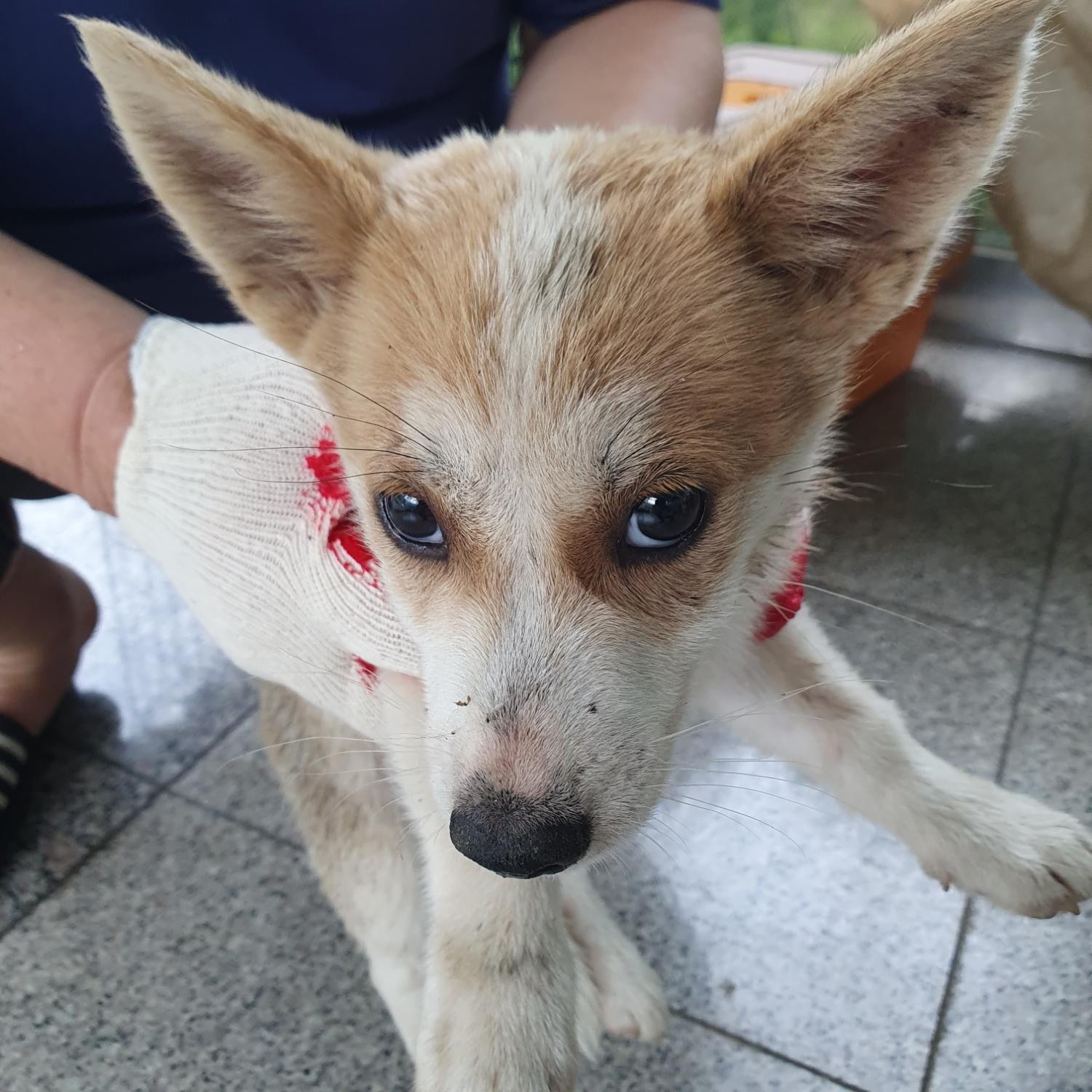 구미시 동물보호센터_447508202300785
