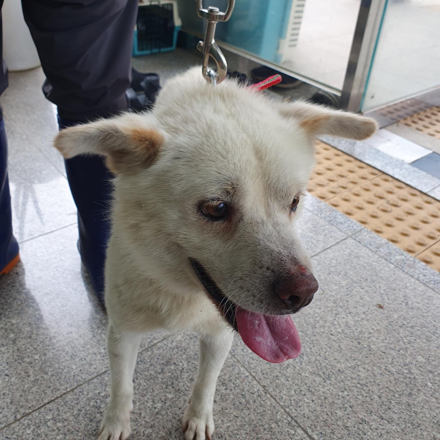구미시 동물보호센터_447508202300786