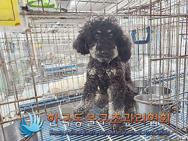 한국동물구조관리협회_441382202300495