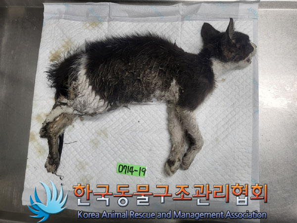 한국동물구조관리협회_411309202300285