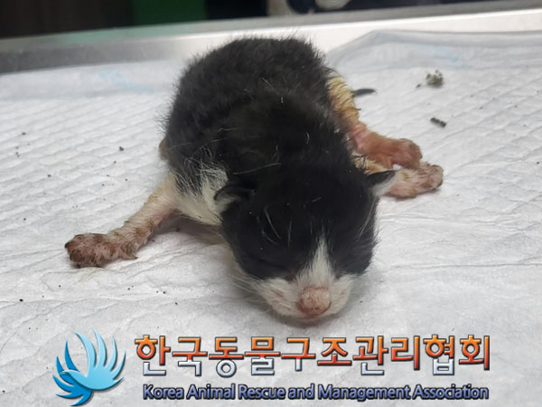 한국동물구조관리협회_411315202300472