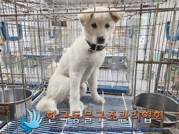 한국동물구조관리협회_411318202300311
