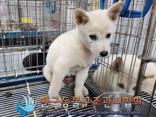 한국동물구조관리협회_441406202301044