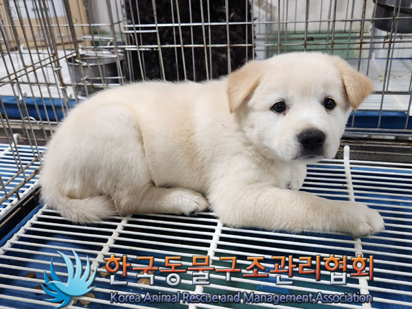 한국동물구조관리협회_441406202301039