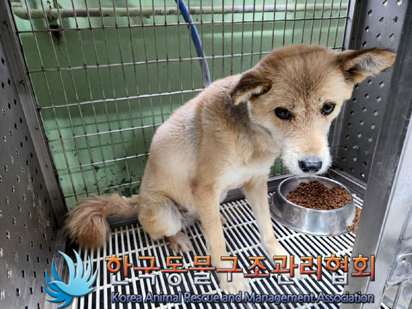 한국동물구조관리협회_441406202301033