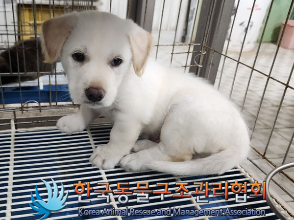 한국동물구조관리협회_441406202301035