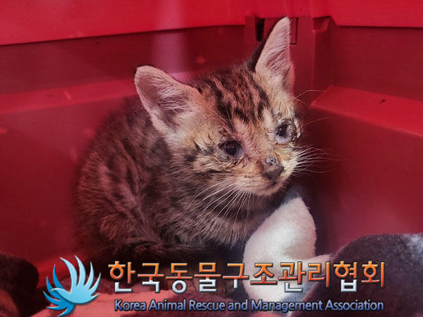 한국동물구조관리협회_441409202301136