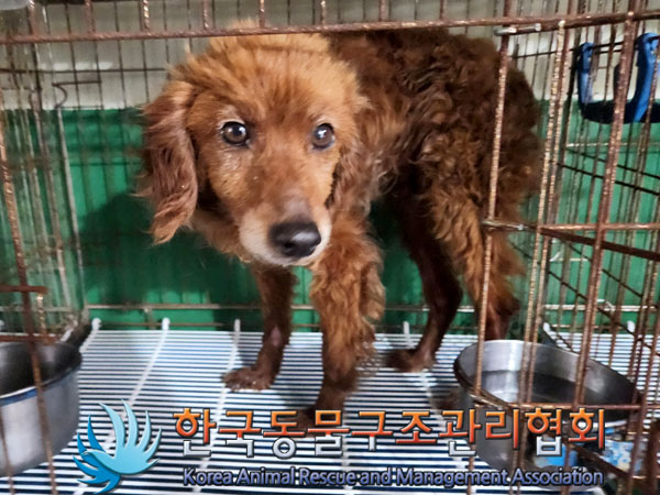 한국동물구조관리협회_441398202300265