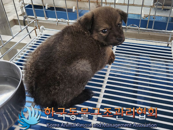 한국동물구조관리협회_441406202301040