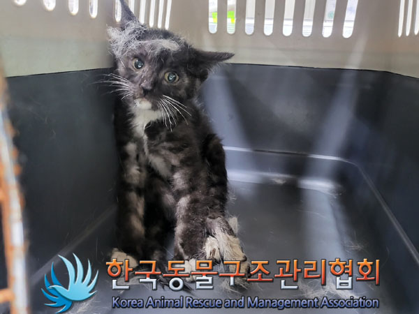 한국동물구조관리협회_411300202300299