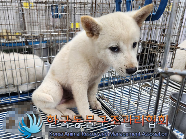 한국동물구조관리협회_441406202301045