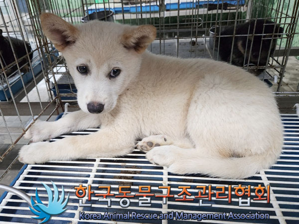 한국동물구조관리협회_441406202301041
