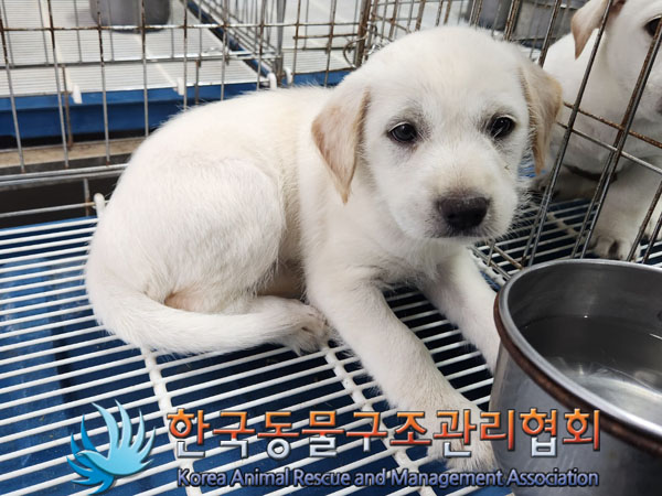 한국동물구조관리협회_441406202301037