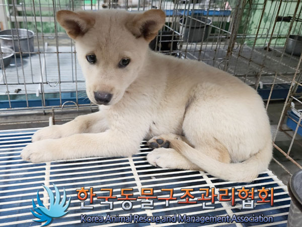 한국동물구조관리협회_441406202301042