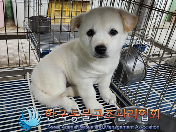 한국동물구조관리협회_441406202301036